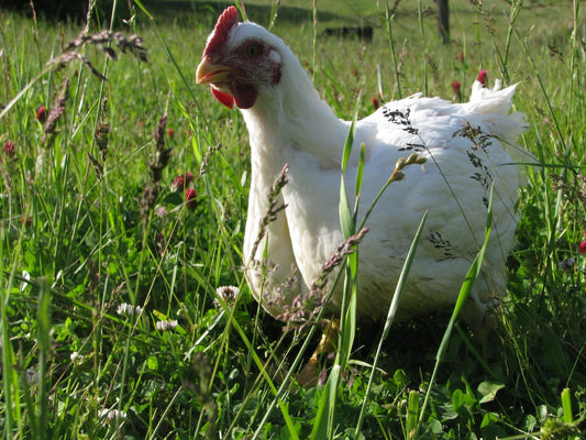 Pasture Raised Poultry, Protected from Fuel Craziness?